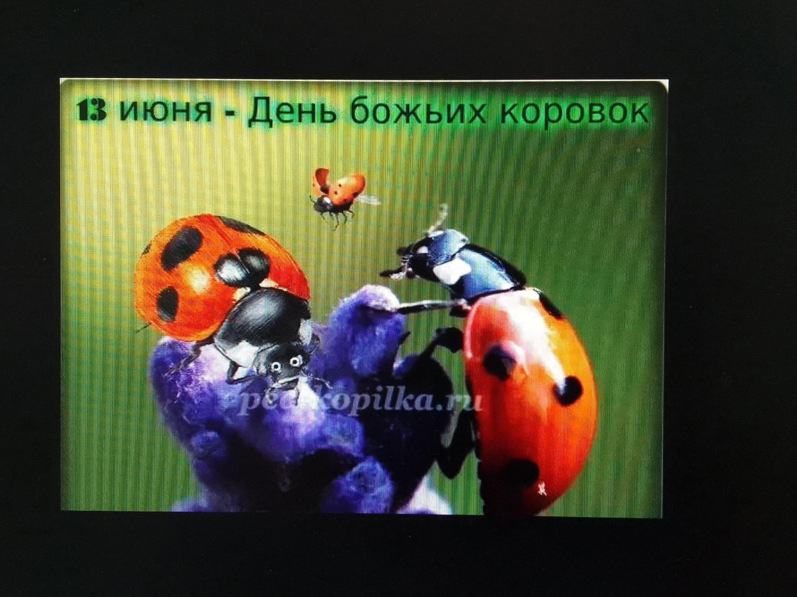 День Божьих коровок.